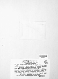 Ramularia alborosella image